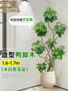 Planta Verde Grande para Sala de Estar con Forma de Pata de Pato, Planta en Maceta de Interior de Fácil Mantenimiento, Planta Verde Perenne de Pie para Oficina para Todas las Estaciones