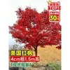 Vivero de arces rojos japoneses para dropshipping, árbol enano rojo de cuatro estaciones, árbol paisajístico Princesa Danza Roja, resistente al frío para exteriores para villas
