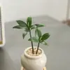 Bonsái Sala de Estar Mesa de Café Fácil de Cuidar Flores Plantas Verdes Perennes Cuatro Estaciones Oficina Escritorio Interior Plantas Purificadoras de Aire
