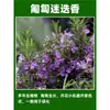 Menta en Maceta Comestible Plántulas Grandes Repelente de Mosquitos de Interior Plantas Verdes Romero Plantas Herbáceas de Cuatro Estaciones Hojas de Menta Gatuna de Limón