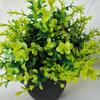 Miniplanta decorativa de escritorio con bonsái en maceta, simulación creativa de hogar interior de Amazon, planta verde, decoración para el hogar
