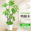 Forma Pie de Pato Madera Sala de Estar Maceta Grande Planta Verde Interior Sala de Estar Grande de Pie Flor Real Pila Vieja Pie de Pato Madera