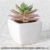 Simulación Carnosa Cerámica Bonsái Nórdico Verde Planta Adornos Ins Hogar Interior Sala de Estar Flor Falsa Planta Carnosa en Maceta Adornos