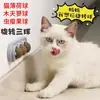Bola de Erva-do-Gato Giratória Lick-a-Lick, Bola de Erva-do-Gato Nutritiva para Bolas de Pelo, Brinquedo Pirulito para Dentes de Gato Montado na Parede