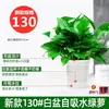 180 Rabanete Verde Rabanete Verde Hidropônico Interno Absorvedor de Formaldeído Planta Verde Planta Hidropônica Trepadeira Longa Orquídea Aranha Rabanete Verde Planta em Vaso Atacado