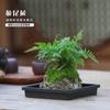 Bonsái de Calamo, Piedra Absorbente, Planta Verde, Planta en Maceta de Helecho Cola de Lobo, Planta Fácil de Cultivar para Personas Perezosas, Hidroponía de Espejo Resistente a la Oreja de Tigre