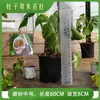 Pilares de Musgo, Plantas Trepadeiras Monstera para Parede, Plantas Epífitas Fixas Tolerantes ao Calor, Pilares Trepadores, Novo Tipo de Pilares de Mesa d'Água