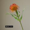 Alta qualidade Simulação Pin Cushion Flower África do Sul Imperial Flower Shooting Props Design Floral Home Decoration Holding Flower Bundle