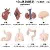 Mini modelo de simulación de vida silvestre infantil transfronterizo elefante asiático guepardo chimpancé camello antílope bisonte buey almizclero