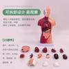 Modelo de cuerpo humano de 28 cm, torso, vísceras humanas, modelo de anatomía, material didáctico médico, hueso, juguetes educativos para niños.