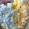 Flores de Mijo Conservadas Blancas, Flores de Mijo Secas, Venta al por Mayor desde Fabricante, Materiales para Uñas Hechas a Mano DIY