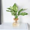 Dropshipping de Plantas Pequenas em Vasos para Desktop Cultivo Indoor em Água: Pena de Primavera, Anjinho, Rabanete Verde, Bambu da Sorte, Hidroponia de Baixa Manutenção para Escritório