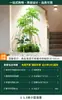 Decoración de Combinación de Paisaje de Plantas Verdes Plantas Artificiales Arreglo de Exhibición de Ventana de Patio Paisaje Interior Árbol de Atmósfera