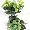 Vendas diretas da fábrica cola de malha branca folha folha de vime acessórios de planta verde simulação de folha de planta