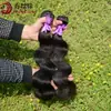 Pelucas de cabello humano africano transfronterizas y extensiones de cabello 12A 100g Extensiones de Cabello Humano Camboyano