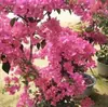 Plantas de Bougainvillea em Vasos, Plantas Verdes Multicores de Pétala Simples para Interior e Exterior, Perenes o Ano Todo, Adequadas para Pátios e Varandas, Floração Multissazonal, Venda Direta da Base