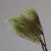Flores eternas verdes, atmósfera de primavera, decoración del hogar, ramos para tiendas, decoración de ropa de mujer, materiales de flores secas, arreglos florales de recepción, ramas para escenas