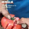 Tomates Frescos Grandes con Pulpa Arenosa, Fruta Madura Naturalmente, Polvo de Caqui, Paquete de 1/2.5 kg, Provincia de Shandong, Tomates para Comer Crudos