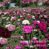 Sementes de Centáurea Perene no Atacado de Várias Regiões, Sementes de Dianthus Multicolores, Flores Medicinais, Flores de Trigo Gigantes, Sementes para Jardinagem
