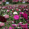 180 Variedades de Sementes de Flores Não Repetitivas, Fáceis de Cultivar em Todas as Estações, Podem Afastar Mosquitos, Adequadas para Varandas Internas e Externas, Distribuição Transfronteiriça