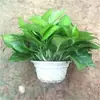 Plantas Verdes de Escritorio al por Mayor Florales de Oficina Potos Árbol del Dinero Plantas de Interior en Maceta Base Suministro Auto-Producido