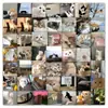 60 Sanrio Edición Póster Kulomi Perro Yugui Pegatina Secundario Lindo Decoración Plana para Diario Pegatina Impermeable