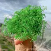 Gipsofila Flor Eterna Ramo de Flores Secas Venta Directa de Fábrica de Yunnan Gipsofila Flor Eterna Hecho a Mano DIY Flores al por Mayor