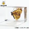 Artesanías de especímenes, insectos reales, escarabajo ciervo, escorpión, escarabajo, araña, regalos de enseñanza de ciencias biológicas, adornos de resina