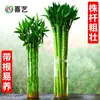 Bambú Rico Cultivado en Agua Bambú de Transferencia Bambú Curvo Bambú Dragón Bambú Acuático Bambú de la Suerte con Raíces Plantas Verdes de Interior Plantas Hidropónicas Florales