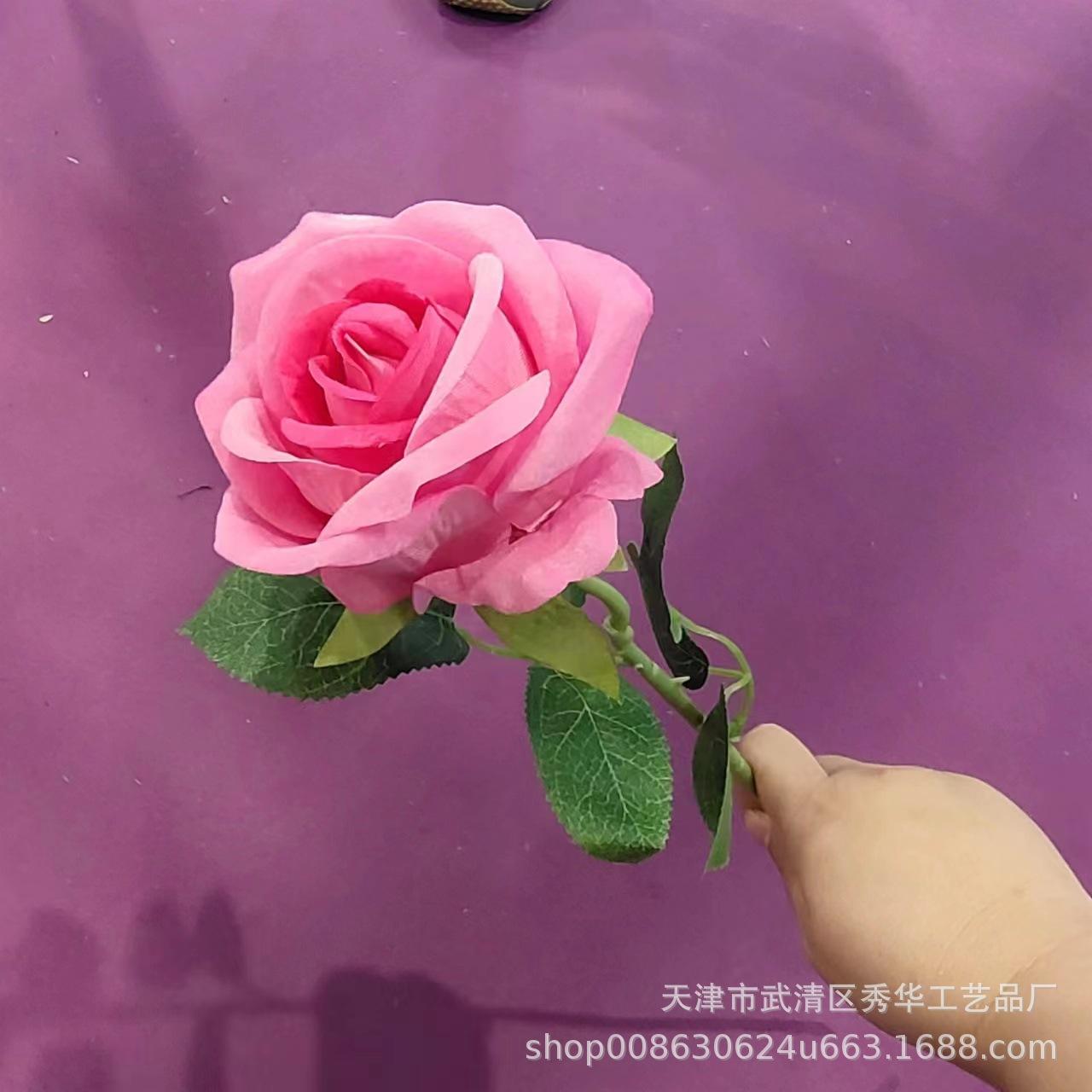 杨玉刚玫瑰 桃红