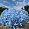 Anna Hydrangea Hydrangea Hydrangea Flor eterna flutuante Flor seca Decoração para casa Fábrica de Yunnan Atacado Frete grátis