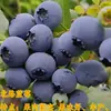 Plántulas de Arándanos con Macetas de Fruta, Plántulas de Fruta para Balcón Plantadas en el Suelo, Siembra en el Sur y el Norte, Plántulas de Arándanos que Dan Fruto en el Mismo Año
