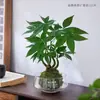 Gardenia Hidropónica Bola de Musgo en Maceta Rosa Miniatura Plantas de Oficina Bambú de la Suerte Árbol del Dinero de Escritorio Interior