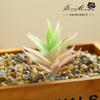 Suculenta Pe Mediana Cabeza de Flor de Aloe Suministros Creativos DIY Accesorios para Pared de Plantas Suministro Directo de Fábrica Flor Artificial Transfronteriza