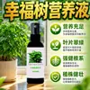 Fertilizante Especial y Solución Nutritiva para Árbol del Dinero en Maceta Hojas Secas Hojas Caídas Hojas Amarillas Solución Nutritiva Especial para Árbol del Dinero