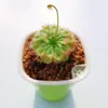 Planta-armadilha, Nepenthes, Planta Carnívora, Planta Repelente de Mosquitos, Planta Armadilha de Mosquitos, Planta Super Grande Capturadora de Insetos, Planta Divertida em Vaso