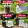 Vaso especial para Phalaenopsis, vaso Qingshan de alta transparência, vaso para Oncidium, vaso transparente para observação de raízes, vaso de controle de raízes, vaso para orquídea