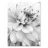 Comercio Exterior Transfronterizo Blanco y Negro Planta Pluma Flor Diente de León Dormitorio Sala de Estar Fondo Mural Lienzo Pintura Decorativa