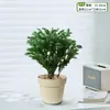 Plantas Pote Relaxantes Pinheiro Azul na Sala de Estar e Mesa de Escritório Ornamentos de Plantas Verdes para Purificar o Ar Plantas de Humor o Ano Todo