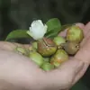 Polvo de Semilla de Té Natural de 500 Mallas, Harina de Semilla de Té, Polvo de Cáscara de Semilla de Té para Lavar el Cabello, Cuidado del Cabello, Limpieza, Eliminación de Grasa, Eliminación de Manchas de Grasa Pesada