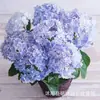 Semillas de Flores de Tocón Viejo de Hortensia, Flor de los Ocho Inmortales, Verano Infinito, Florece en Todas las Estaciones, Plantas en Maceta para Balcón y Jardín, Resistente al Invierno