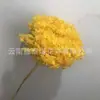 Flor Preservada Haste Única Hortênsia Anna Anna Folha Pequena Bella 40 Cores Personalizado Atacado Presente Dia dos Professores