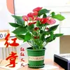 Color Soñador Rojo PalmaMelocotón Labios Color Soñador Palma, una planta hidropónica de cuatro estaciones, tolerante a la sombra y de fácil cuidado que elimina eficazmente el formaldehído