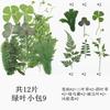 Paquete combinado de 12 hojas verdes paquete de material de hoja espécimen de hoja real material de planta con flor marcapáginas hoja DIY