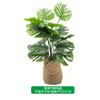 Simulação de Planta de Folha de Tartaruga Real Decoração de Folha Verde Decoração de Casa Simulação de Tartaruga Bambu Vaso de Flores Vaso de Plantas Paisagem