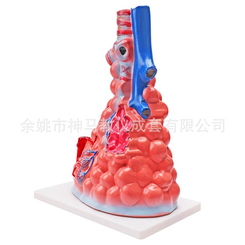 肺泡模型-3