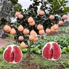 Mudas de pomelo, coração vermelho, polpa vermelha, árvores frutíferas enxertadas com pomelo mel, mudas de frutas plantadas no sul e no norte, três frutos de pomelo mel vermelho no mesmo ano