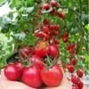 Semillas de Tomate Pequeño Semillas de Tomate Rojo Cereza Fruta en Maceta Semillas de Verdura Cuatro Estaciones