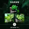"Cidade Vazia" Malha Grama Micro-Paisagismo Musgo Samambaia DIY Garrafa Ecológica Paisagismo Decoração de Planta Verde de Mesa