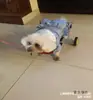 Cadeira de Rodas para Cães com Paralisia dos Membros Posteriores, Scooter de Mobilidade para Animais de Estimação para Cães Deficientes, Suporte para Patas Traseiras para Gatos, Teddy, Cães de Tamanho Grande e Pequeno